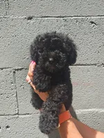 Schnoodle, a male Schnoodle for sale in Fayetteville, TN – 5 of 6