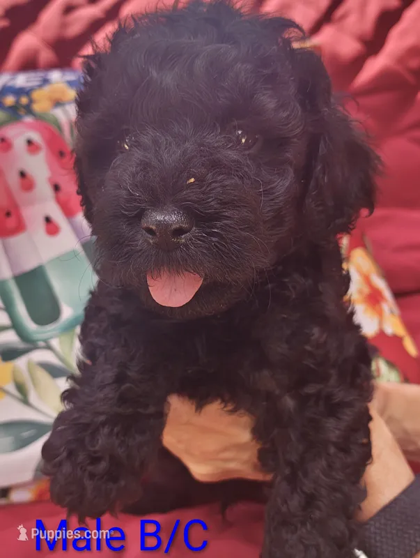 Schnoodle  – Schnoodle puppy for sale in Fayetteville, TN