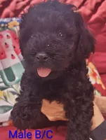 Schnoodle , a male Schnoodle for sale in Fayetteville, TN – 1 of 10