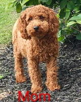 Schnoodle, a male Schnoodle for sale in Fayetteville, TN – 6 of 6