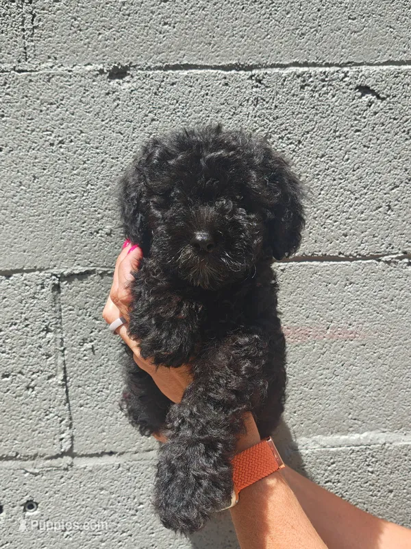 Schnoodle  – Schnoodle puppy for sale in Fayetteville, TN