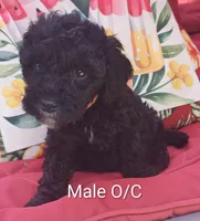 Schnoodle , a male Schnoodle for sale in Fayetteville, TN – 4 of 10