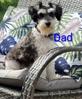 Schnoodle, a male Schnoodle for sale in Fayetteville, TN – 3 of 6