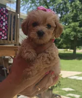 Schnoodle , a male Schnoodle for sale in Fayetteville, TN – 9 of 10