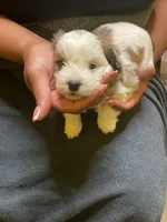#4, a female Havanese and Shih Tzu for sale in Detroit, MI – 1 of 4