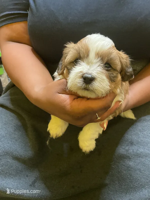 #2, a male Havanese and Shih Tzu for sale in Detroit, MI – 1 of 4