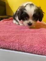 Runt, a male Havanese and Shih Tzu for sale in Detroit, MI – Photo 2 of 5