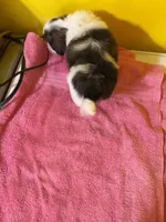 Runt, a male Havanese and Shih Tzu for sale in Detroit, MI – Photo 3 of 5