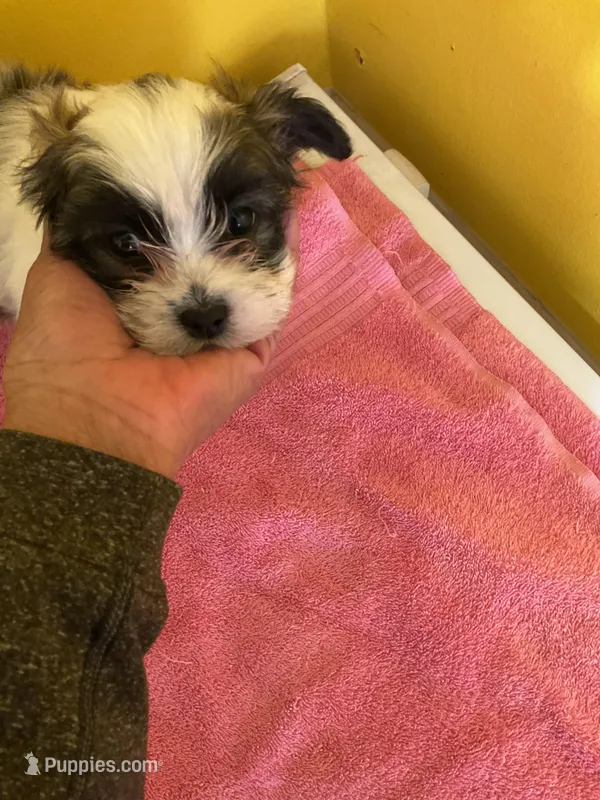 Runt – Havanese, Shih Tzu puppy for sale in Detroit, MI