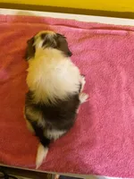 Runt, a male Havanese and Shih Tzu for sale in Detroit, MI – Photo 5 of 5