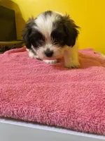 Runt, a male Havanese and Shih Tzu for sale in Detroit, MI – Photo 4 of 5
