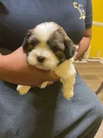 #1, a male Havanese and Shih Tzu for sale in Detroit, MI – 1 of 5