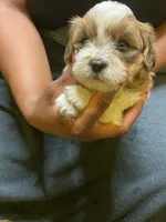 #2, a male Havanese and Shih Tzu for sale in Detroit, MI – 2 of 4