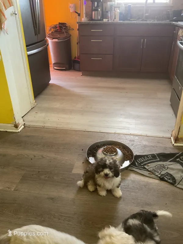Punkin – Havanese, Shih Tzu puppy for sale in Detroit, MI