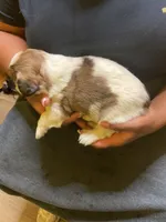 #1, a male Havanese and Shih Tzu for sale in Detroit, MI – 3 of 5