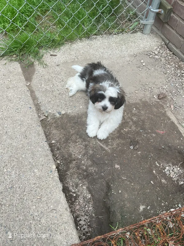 Mr. Bean, a male Havanese and Shih Tzu for sale in Detroit, MI – 1 of 5