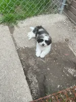 Mr. Bean, a male Havanese and Shih Tzu for sale in Detroit, MI – 1 of 5