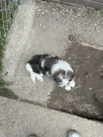 Mr. Bean, a male Havanese and Shih Tzu for sale in Detroit, MI – 5 of 5