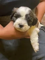 #3, a male Havanese and Shih Tzu for sale in Detroit, MI – 2 of 3
