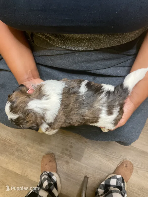 #3, a male Havanese and Shih Tzu for sale in Detroit, MI – 1 of 3