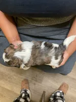 #3, a male Havanese and Shih Tzu for sale in Detroit, MI – 1 of 3