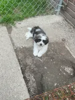 Mr. Bean, a male Havanese and Shih Tzu for sale in Detroit, MI – 4 of 5