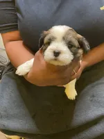 #1, a male Havanese and Shih Tzu for sale in Detroit, MI – 5 of 5