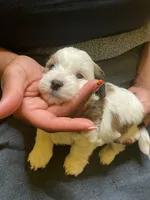 #4, a female Havanese and Shih Tzu for sale in Detroit, MI – 4 of 4
