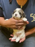 #1, a male Havanese and Shih Tzu for sale in Detroit, MI – 4 of 5