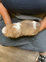 #2, a male Havanese and Shih Tzu for sale in Detroit, MI – 4 of 4