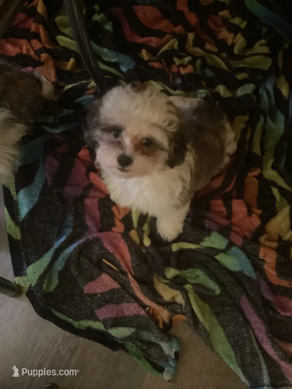 White face – Havanese, Shih Tzu puppy for sale in Detroit, MI