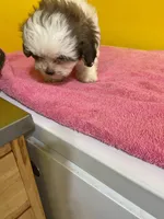 White face, a male Havanese and Shih Tzu for sale in Detroit, MI – Photo 6 of 7