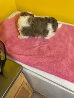 White face, a male Havanese and Shih Tzu for sale in Detroit, MI – Photo 7 of 7