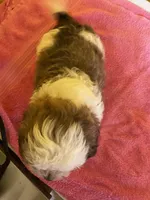 White face, a male Havanese and Shih Tzu for sale in Detroit, MI – Photo 3 of 7