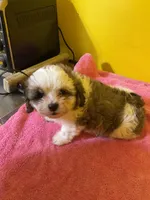 White face, a male Havanese and Shih Tzu for sale in Detroit, MI – Photo 2 of 7