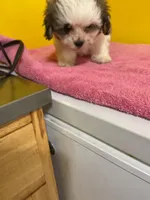 White face, a male Havanese and Shih Tzu for sale in Detroit, MI – Photo 4 of 7