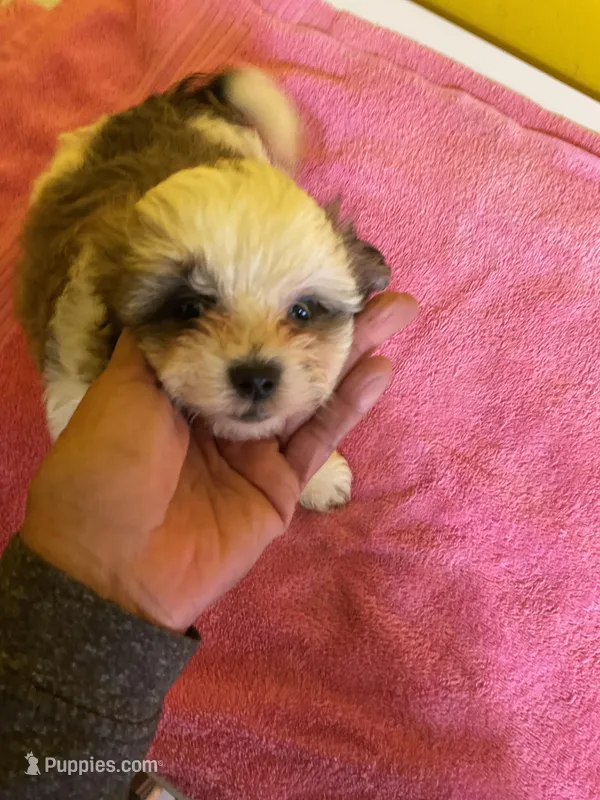 White face, a male Havanese and Shih Tzu for sale in Detroit, MI – Photo 1 of 7