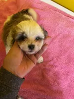 White face, a male Havanese and Shih Tzu for sale in Detroit, MI – Photo 1 of 7