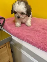 White face, a male Havanese and Shih Tzu for sale in Detroit, MI – Photo 5 of 7