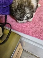 Dark female , a female Havanese and Shih Tzu for sale in Detroit, MI – Photo 2 of 4