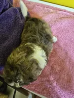 Dark female , a female Havanese and Shih Tzu for sale in Detroit, MI – Photo 3 of 4