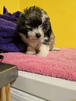Dark female , a female Havanese and Shih Tzu for sale in Detroit, MI – Photo 1 of 4