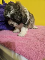 Dark female , a female Havanese and Shih Tzu for sale in Detroit, MI – Photo 4 of 4