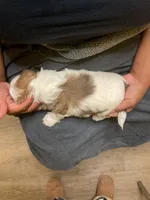 #4, a female Havanese and Shih Tzu for sale in Detroit, MI – 3 of 4