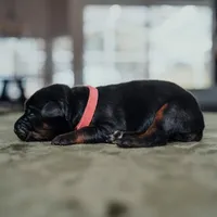 Obsidian Wildfire’s Pyre, a female Doberman Pinscher for sale in Indianapolis, IN – 3 of 8