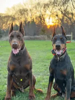 Obsidian Wildfire’s Eclipse, a female Doberman Pinscher for sale in Indianapolis, IN – 9 of 9