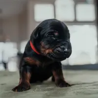 Obsidian Wildfire’s Vader, a male Doberman Pinscher for sale in Indianapolis, IN – 3 of 8