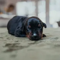 Obsidian Wildfire’s Eclipse, a female Doberman Pinscher for sale in Indianapolis, IN – 4 of 9