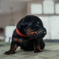 Obsidian Wildfire’s Vader, a male Doberman Pinscher for sale in Indianapolis, IN – 2 of 8