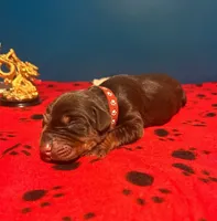 Obsidian Wildfire’s Tisiphone, a female Doberman Pinscher for sale in Indianapolis, IN – 5 of 10